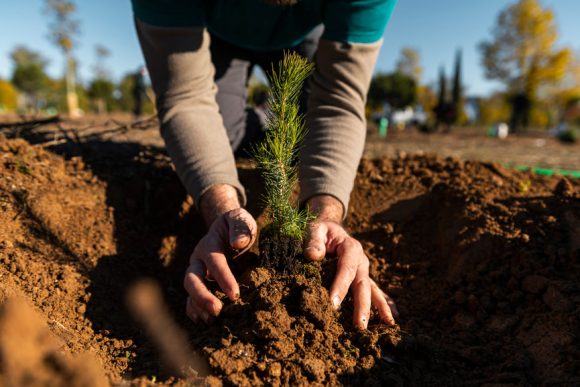 A person, outside, is planting a young pine tree in the soil, hands covered with dirt.