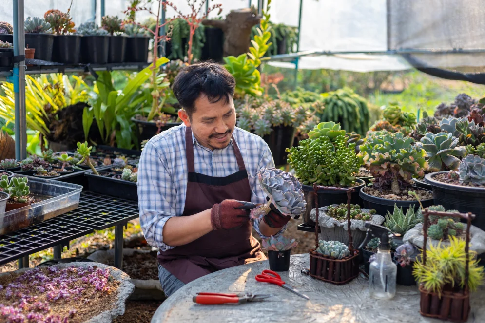 A gardener working inside a sunny greenhouse full of succulent plants.